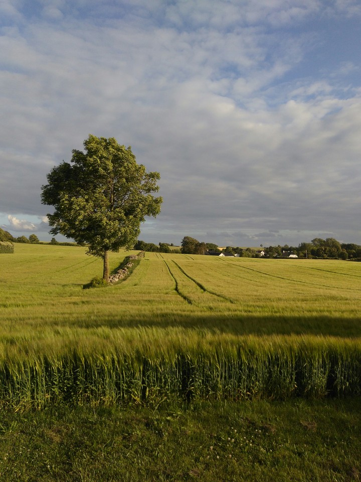 Nature foto