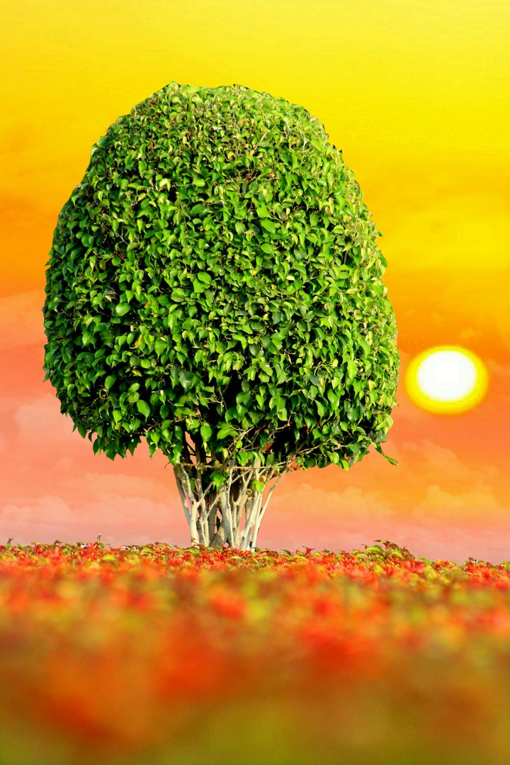 Green Tree