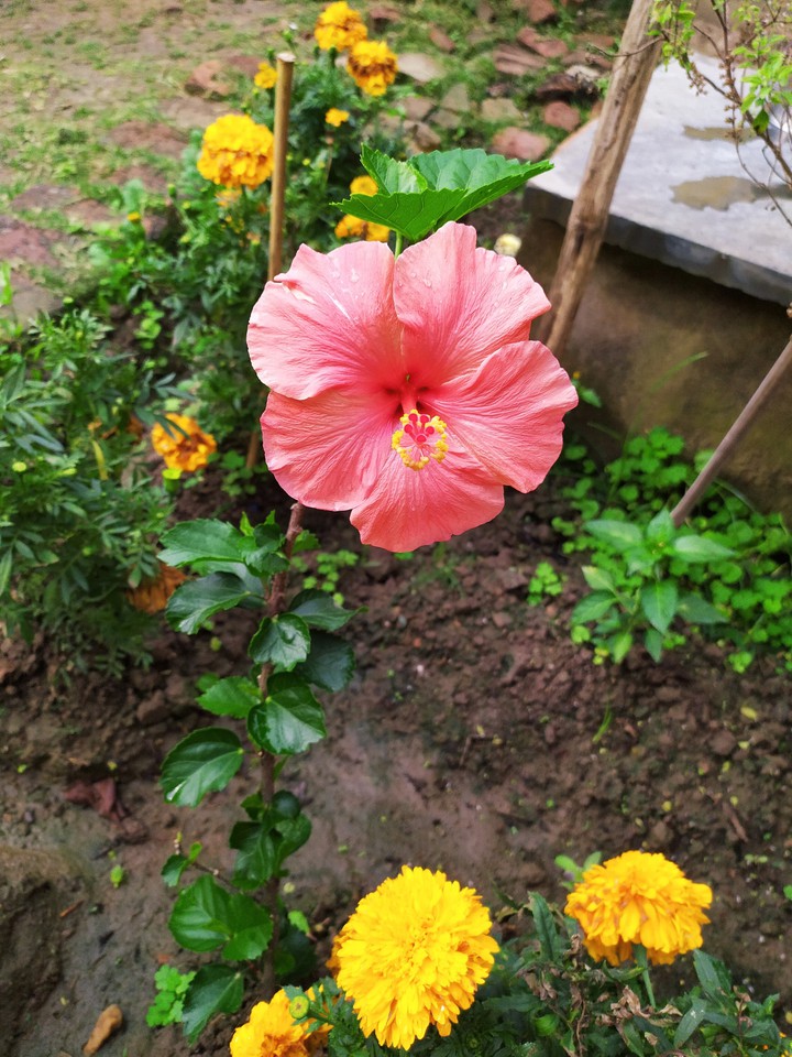 China rose