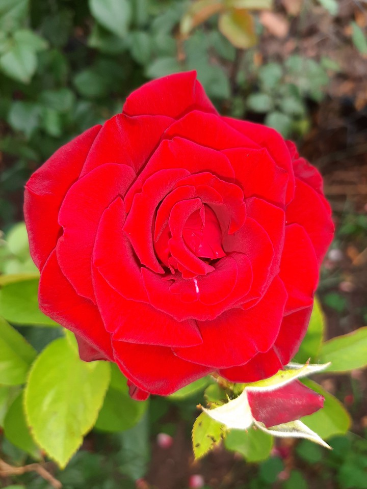 Red rose