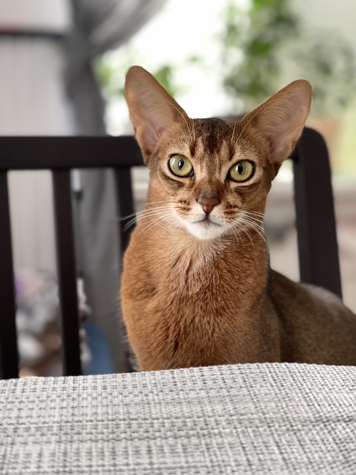 Cat Abissinia