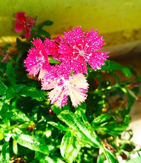 Pink Flowers