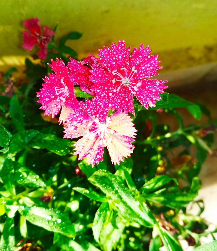 Pink Flowers