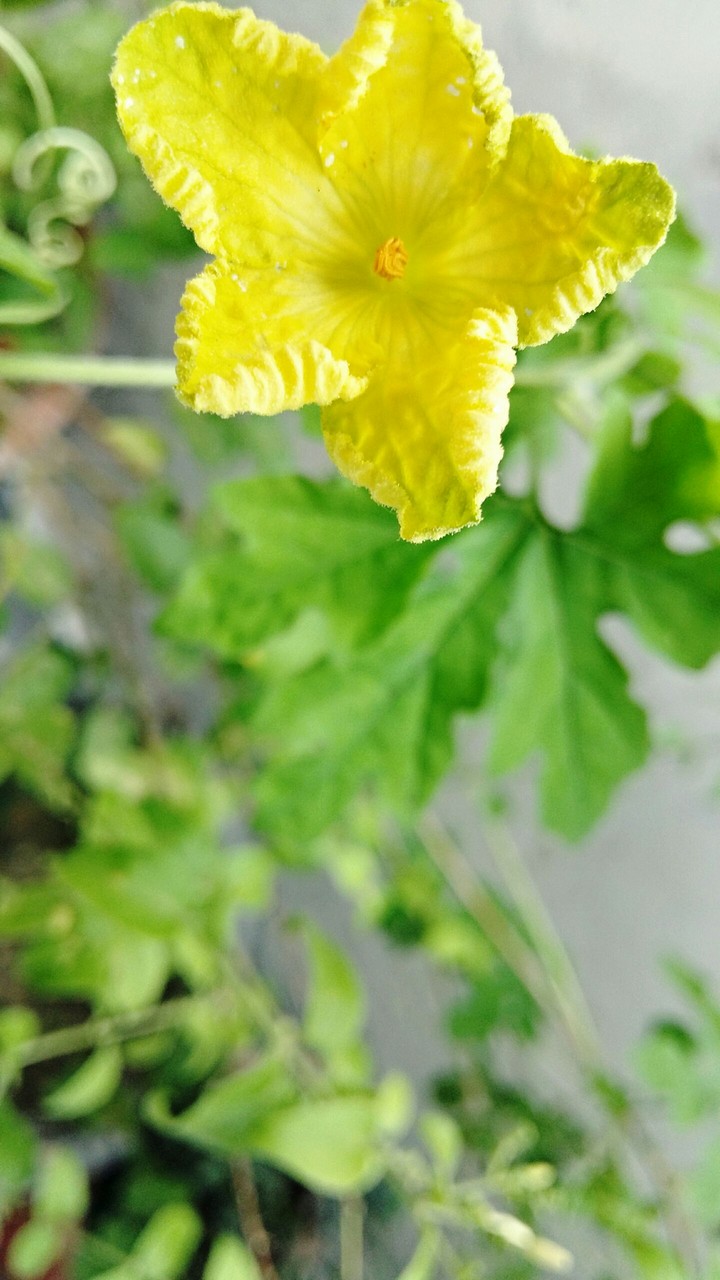 nature