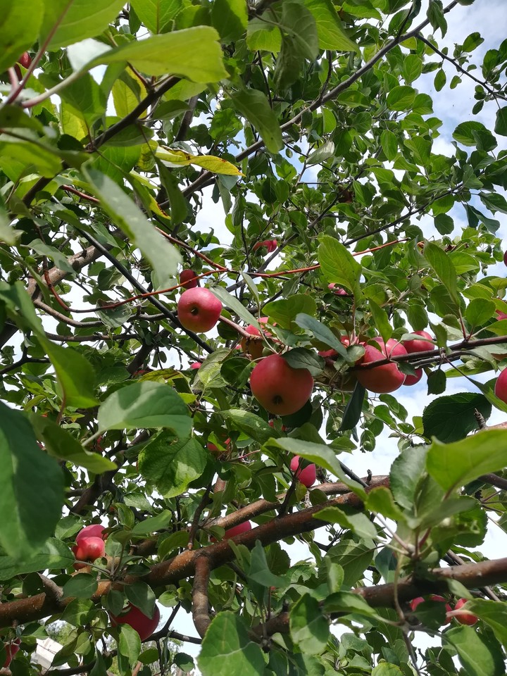 яблоня, Apple tree