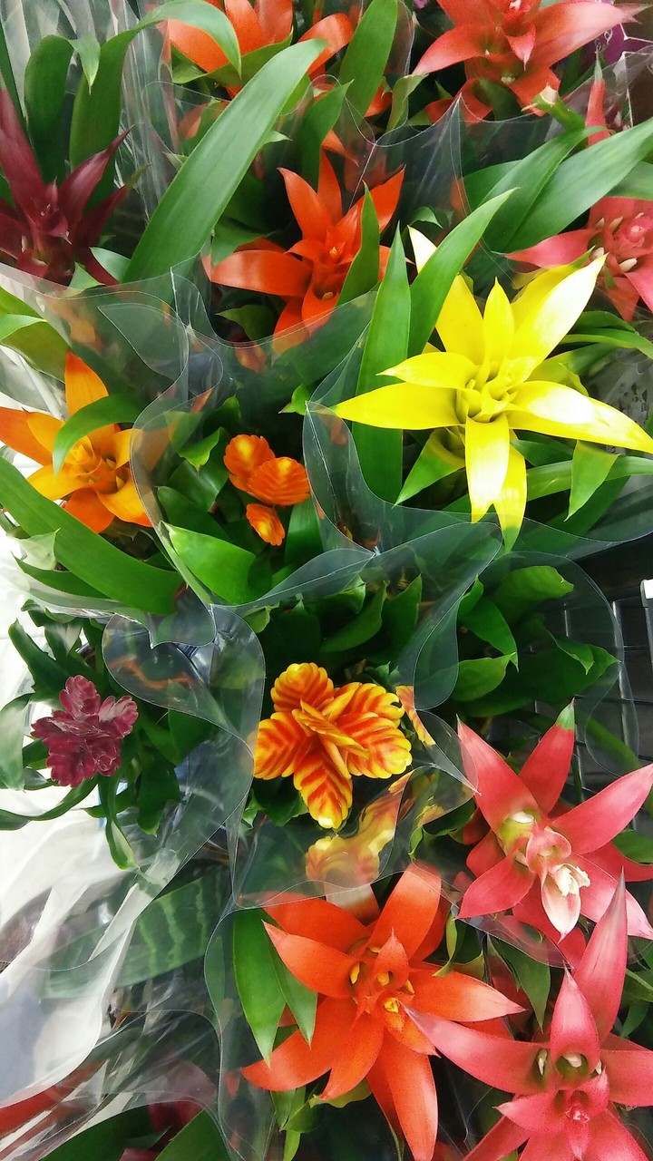 flower...
