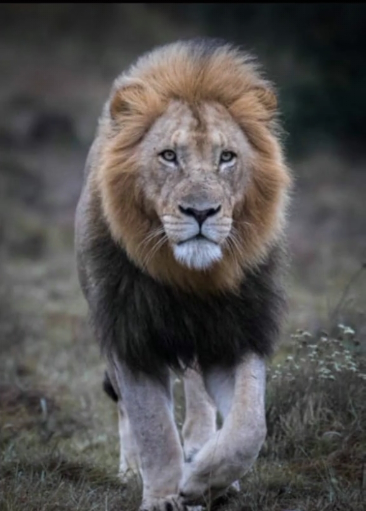 Lion