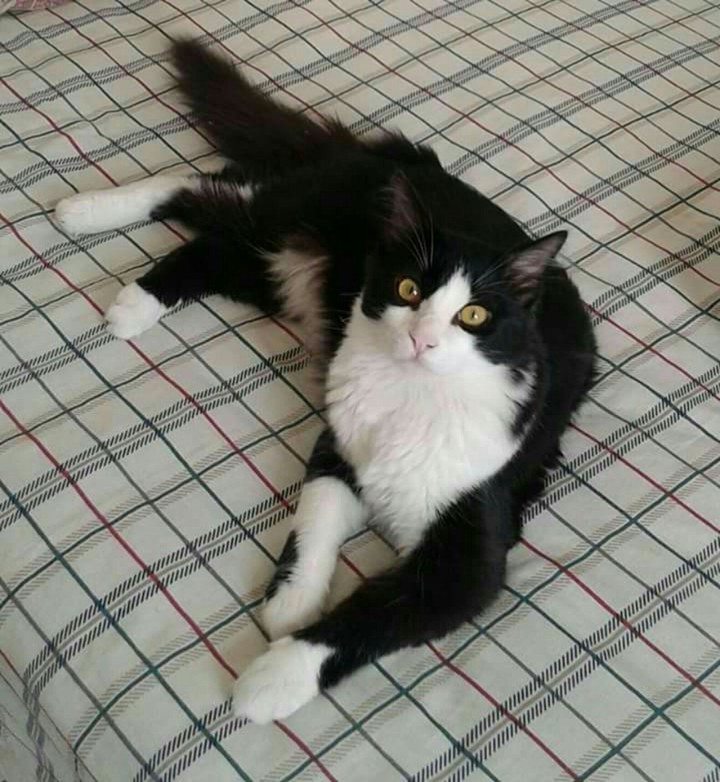 tom