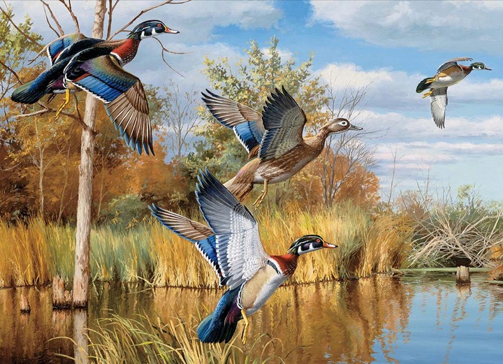 Ducks