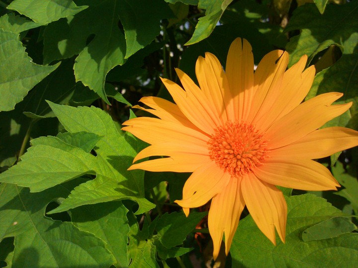 Sunflower