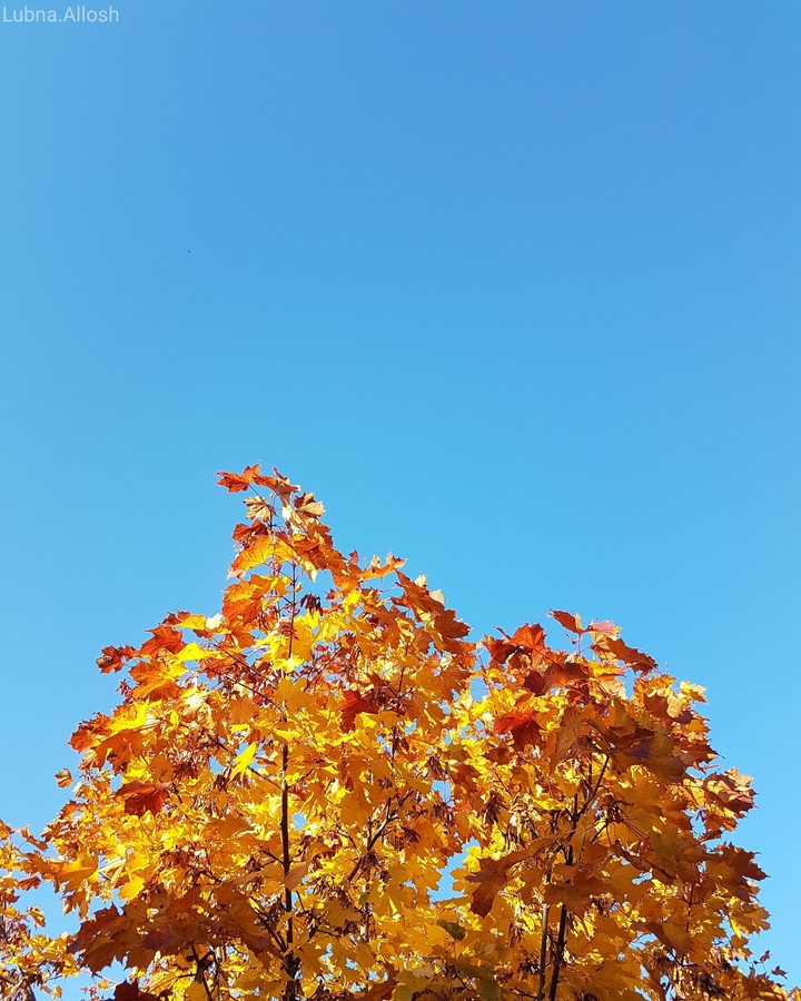 Autumn
