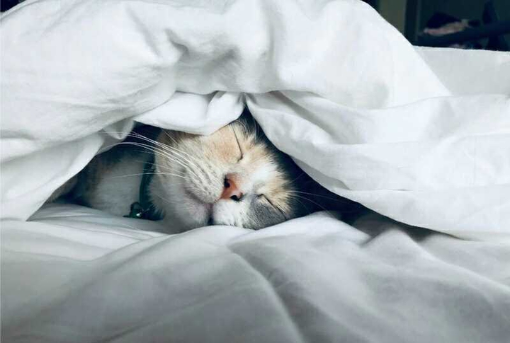 gato