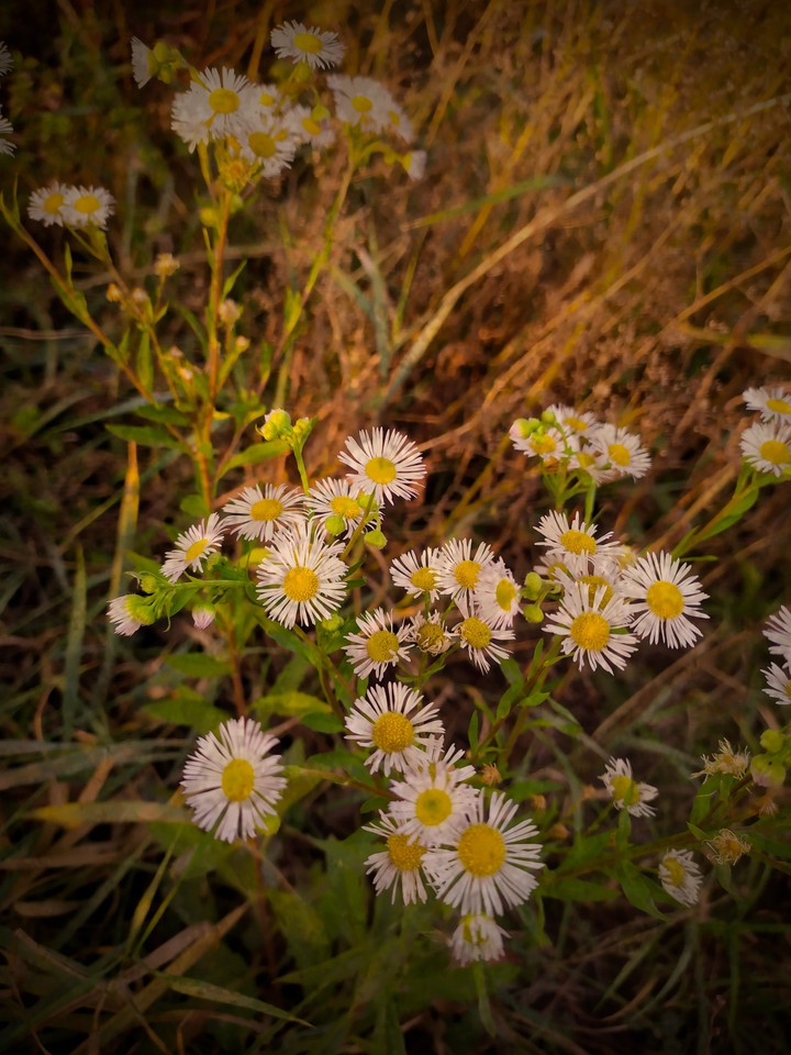 autumn flowers