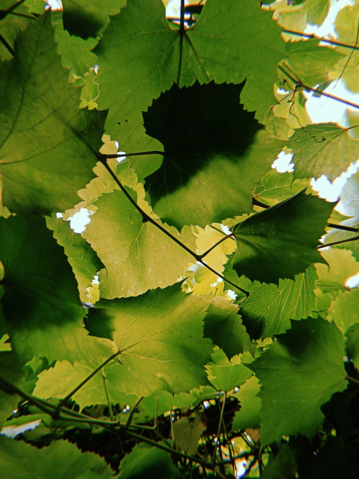 Leaves
