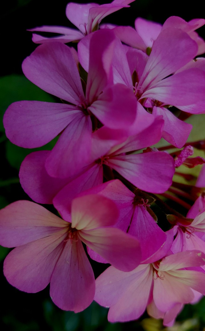 pink flowers