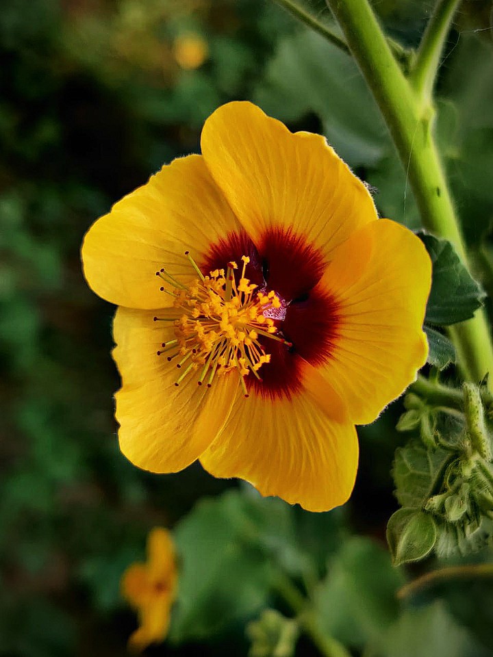 yellow flower