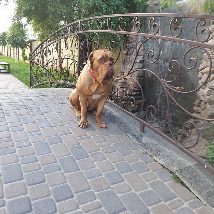 Shaya De Majent