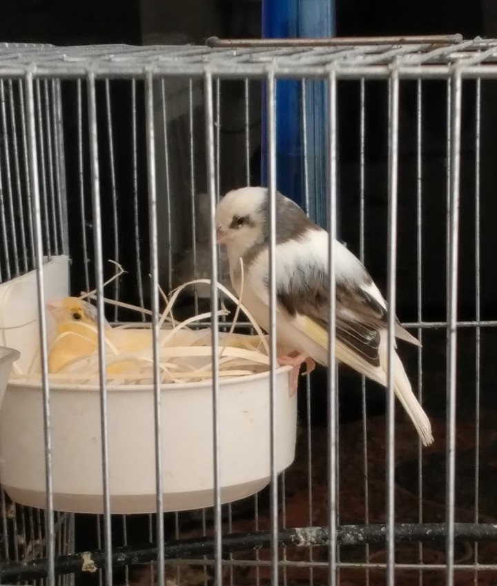 My canary