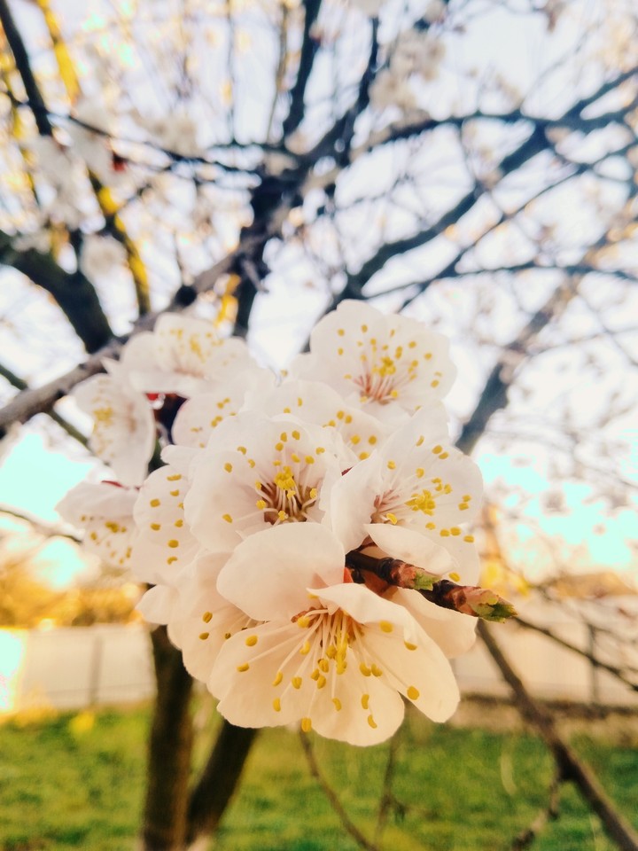 Spring