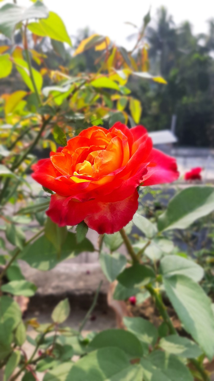 Rose