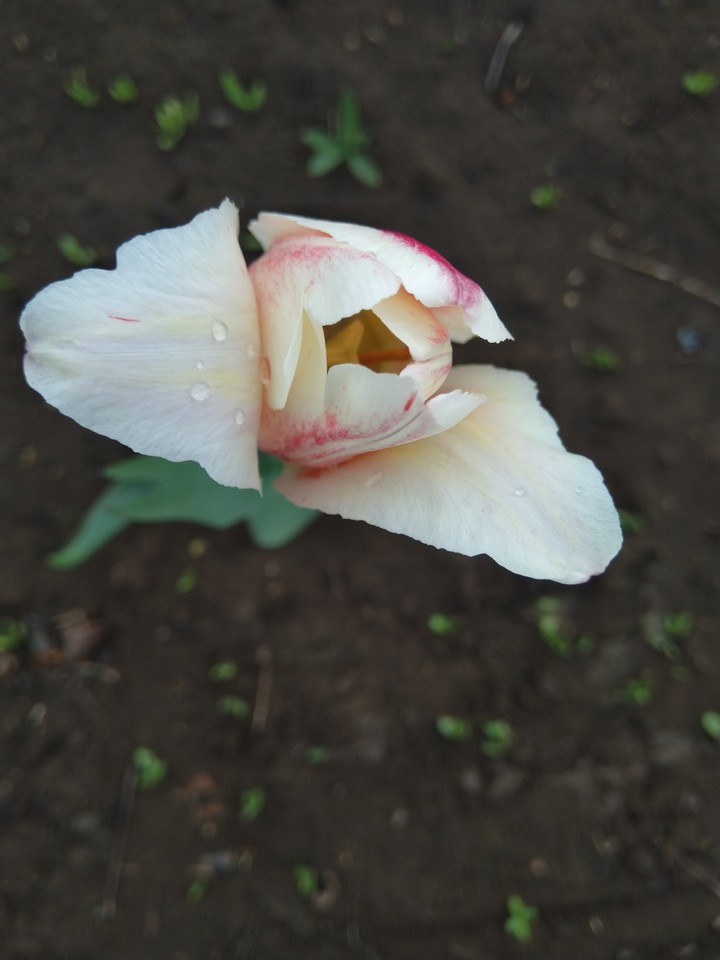тюльпан