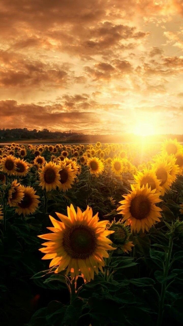 Sunflowers