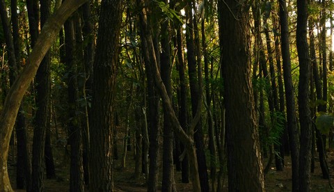 Forest in the sunset