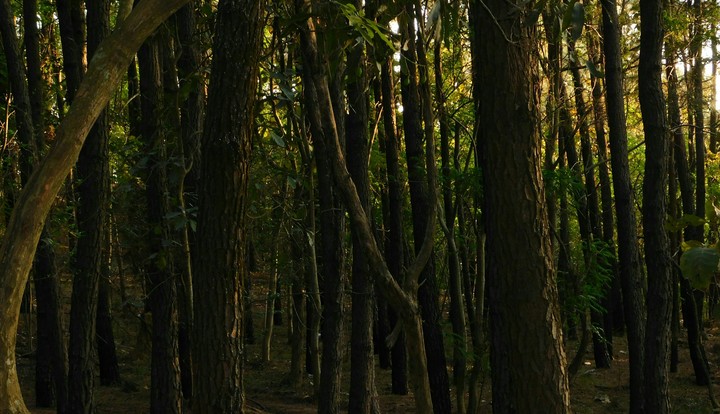 Forest in the sunset 