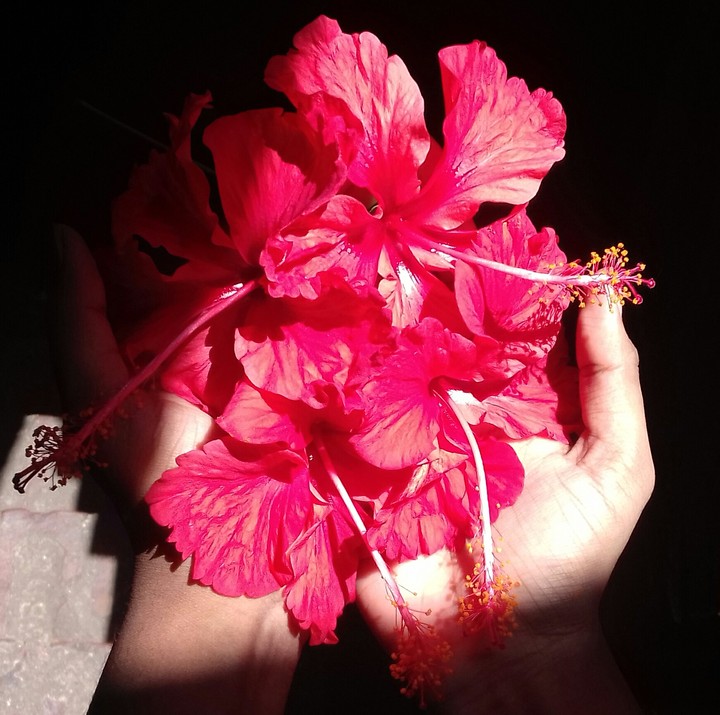 Hibiscus rosa sinensis
