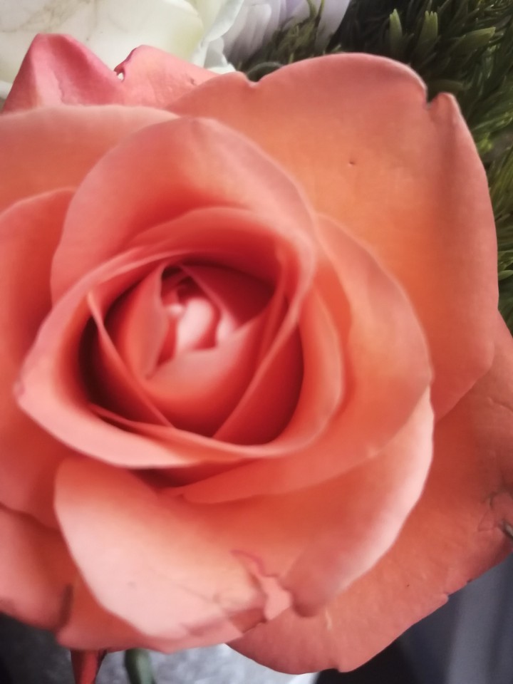peach