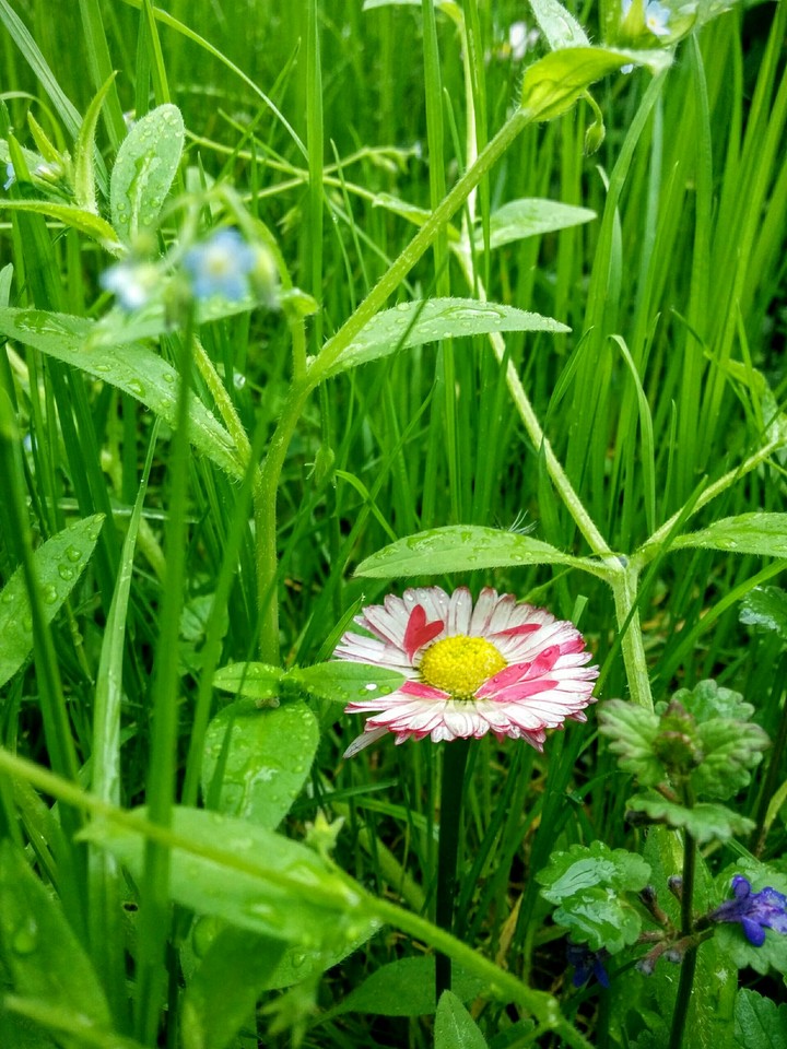 flower3