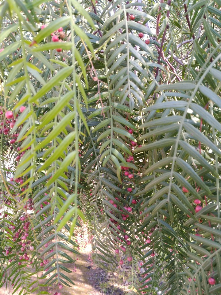 pimienta rosa