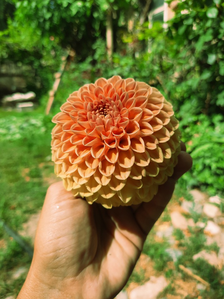dahlias