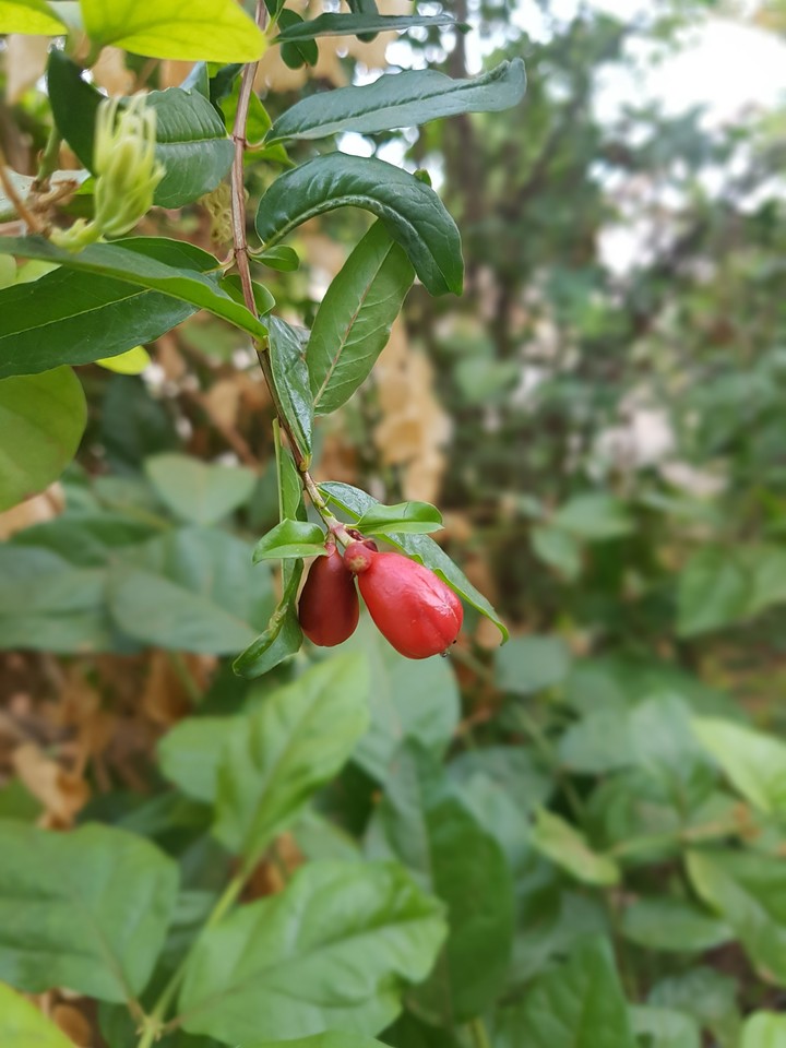 Bud