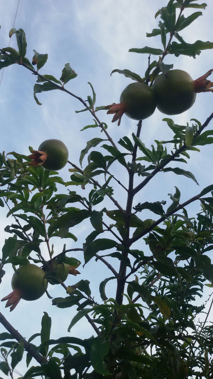 Pomegranates and blue sky!!!