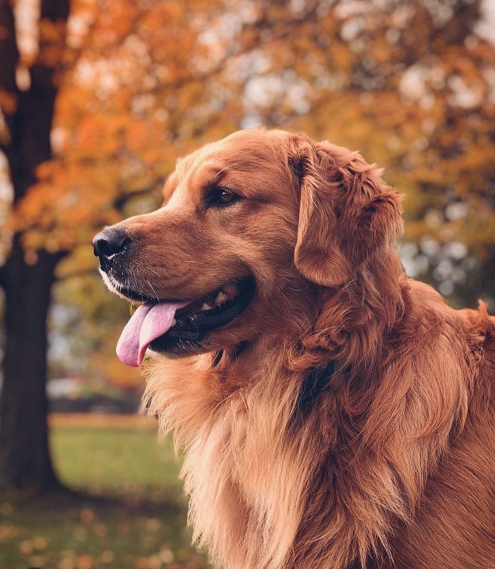autumn dog