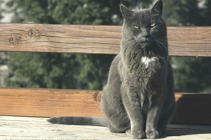 Cat