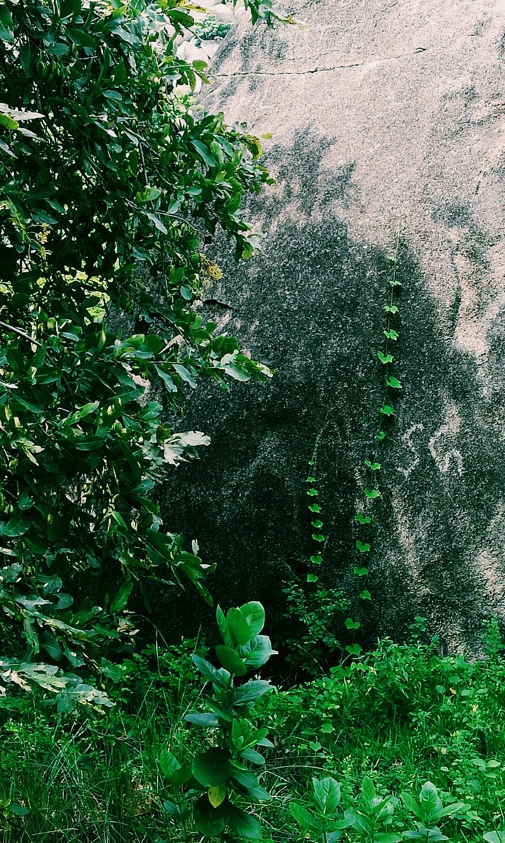 greenery