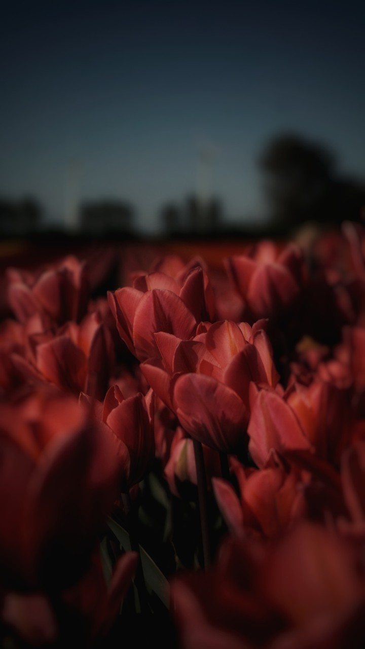 Red tulips