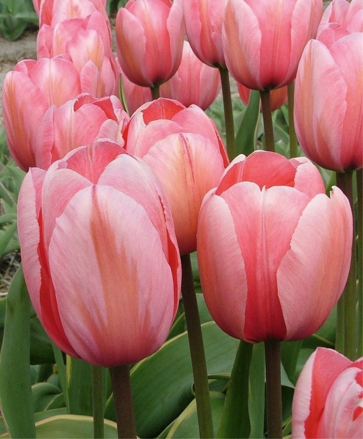 Tulips