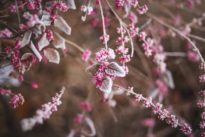 Branch Flowers Hoarfrost