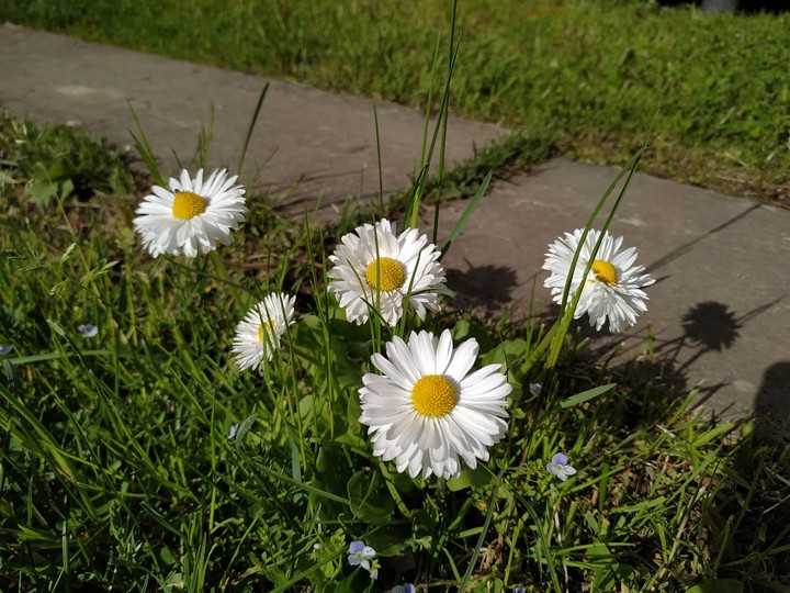 Beauty is at our feet