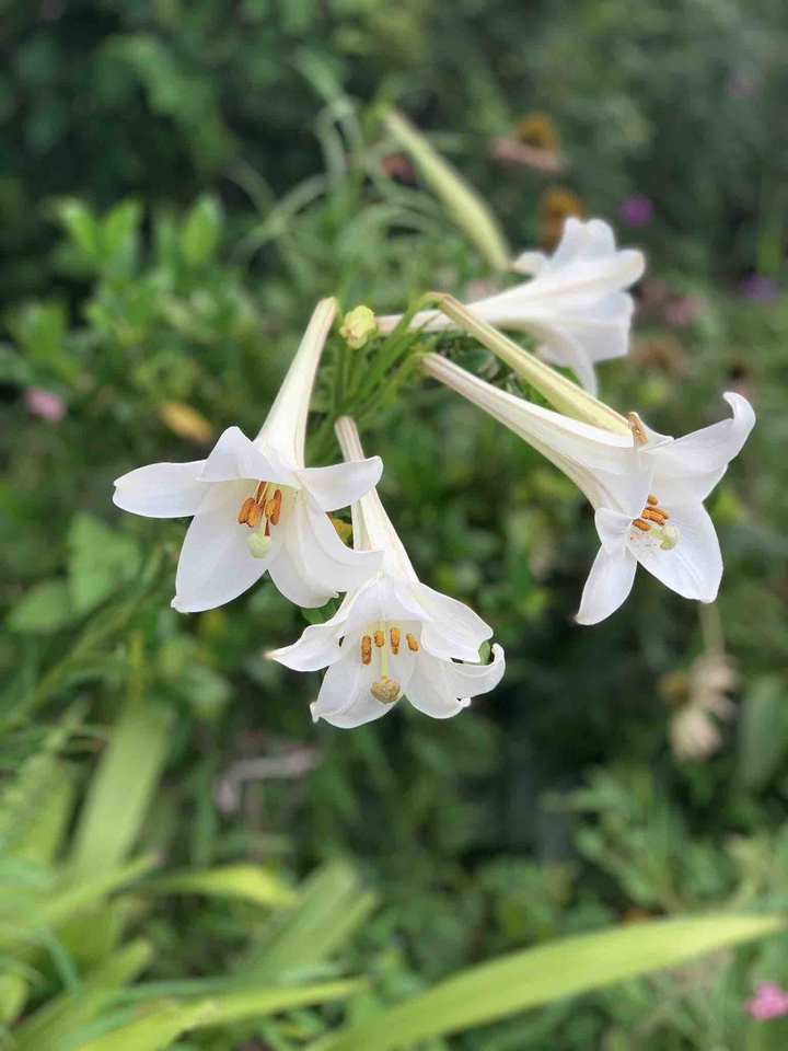 진주
