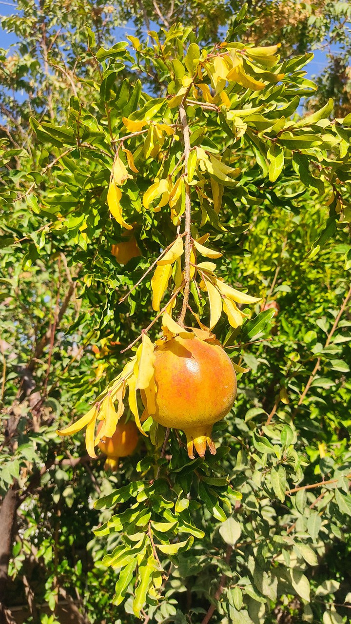 Pomegranate