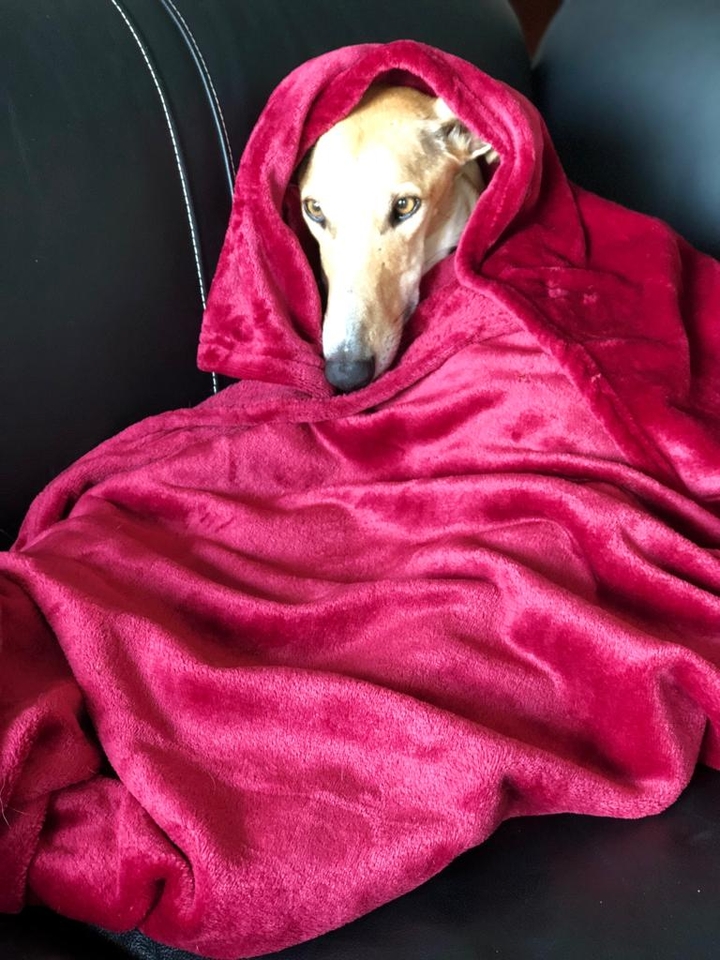 galgo spagnolo!