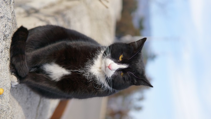 Georgian cat