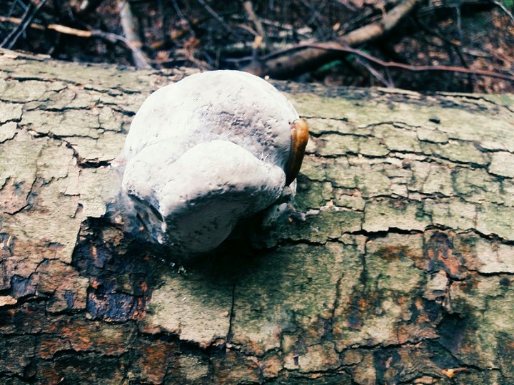 mushroom in góry świętokrzyskie