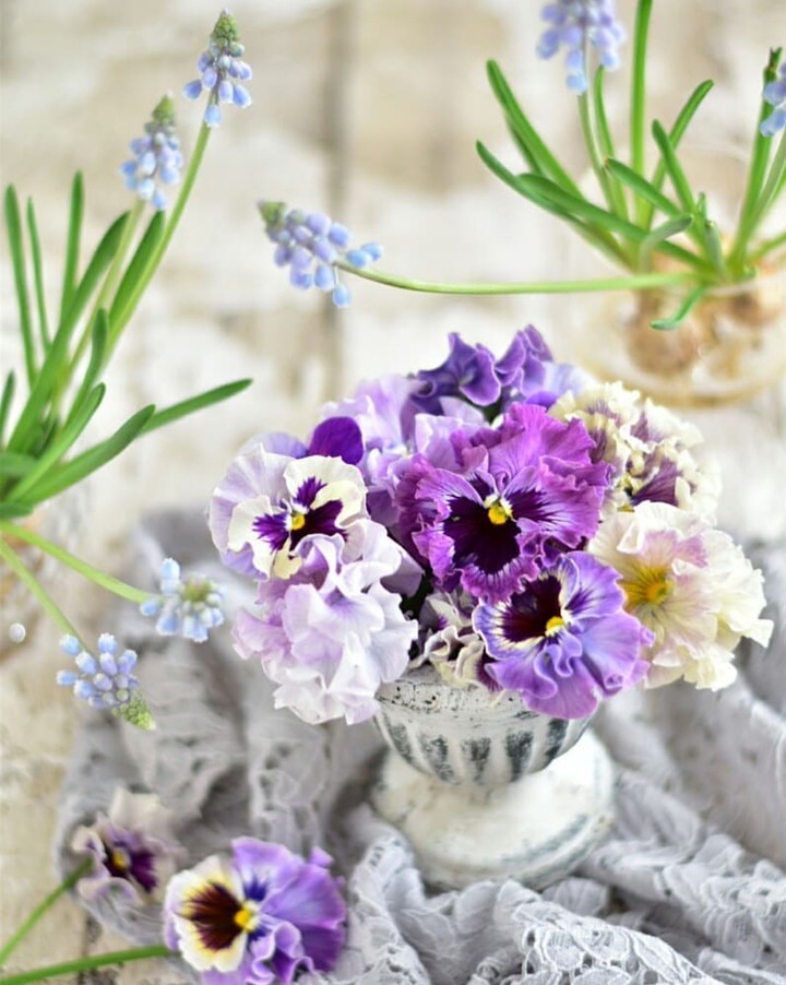 Pansies