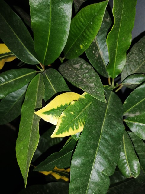 leaf