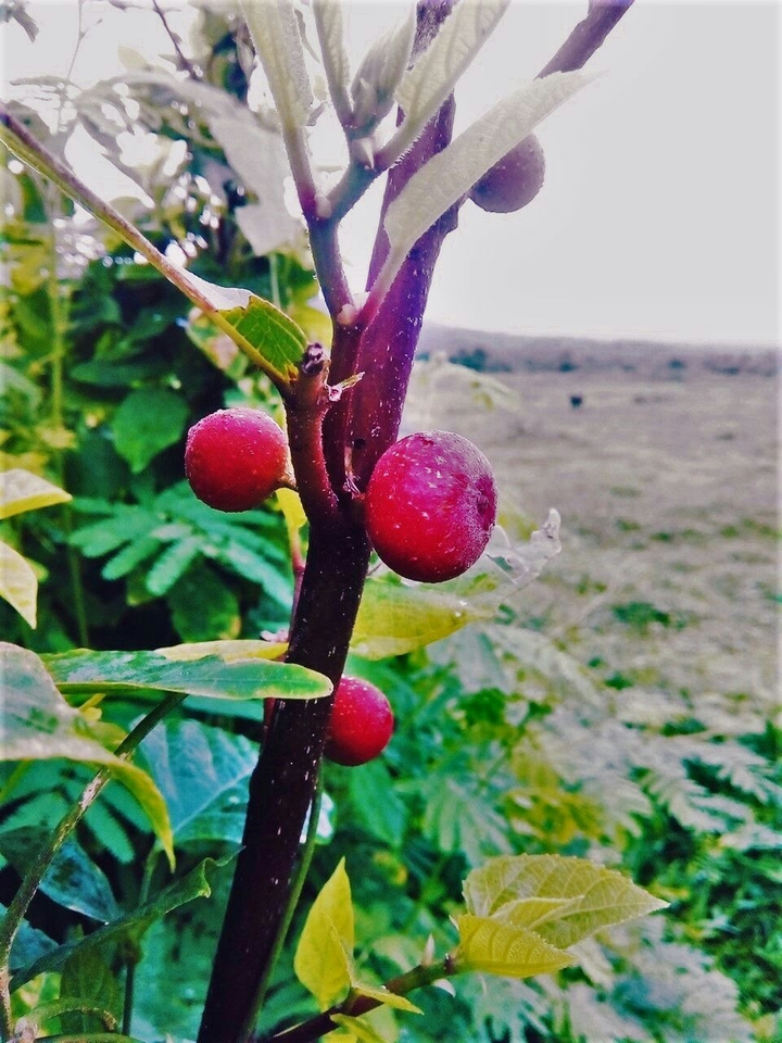 Beautiful False Cherry